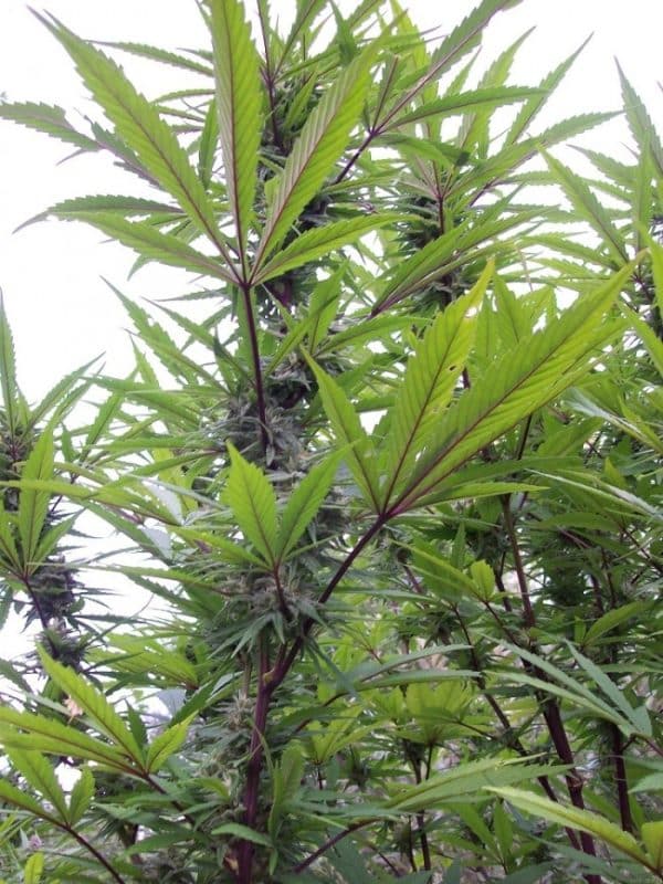 Green Mountain Grape Standard Ace Seeds cannabisfrø