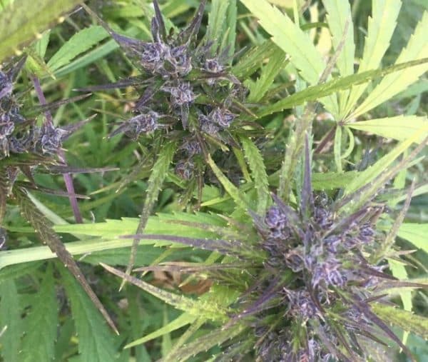Hokkaido Japan Hemp Ace Seeds cannabisfrø