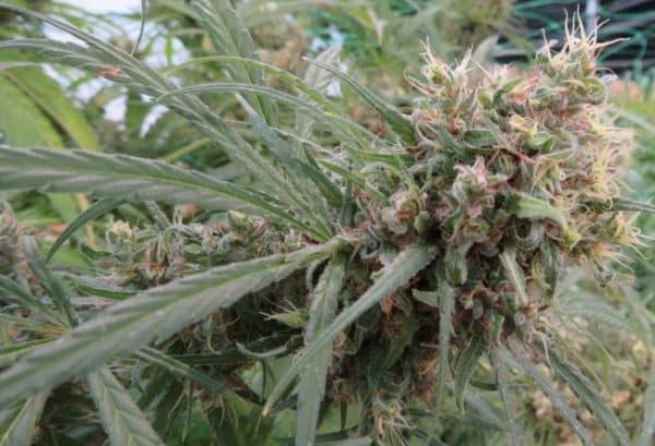 Honduras Standard Ace Seeds cannabisfrø