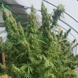Honduras Standard Ace Seeds cannabisfrø