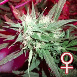 K.C. 39 K.C. Brains Seeds cannabisfrø 3