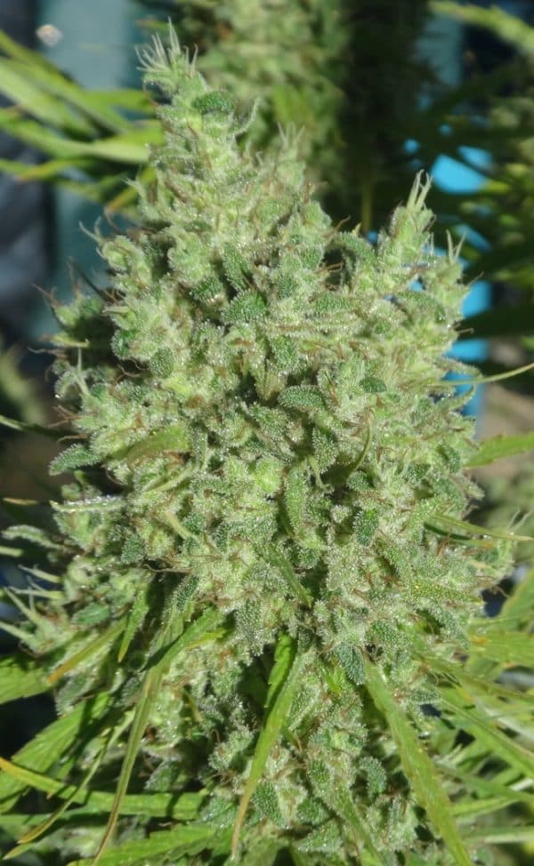 Killer A5 Haze Feminized Ace Seeds cannabisfrø