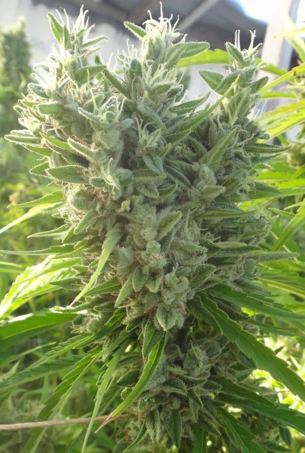 Killer A5 Haze Feminized Ace Seeds cannabisfrø