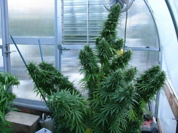 Lebanese Standard Ace Seeds cannabisfrø