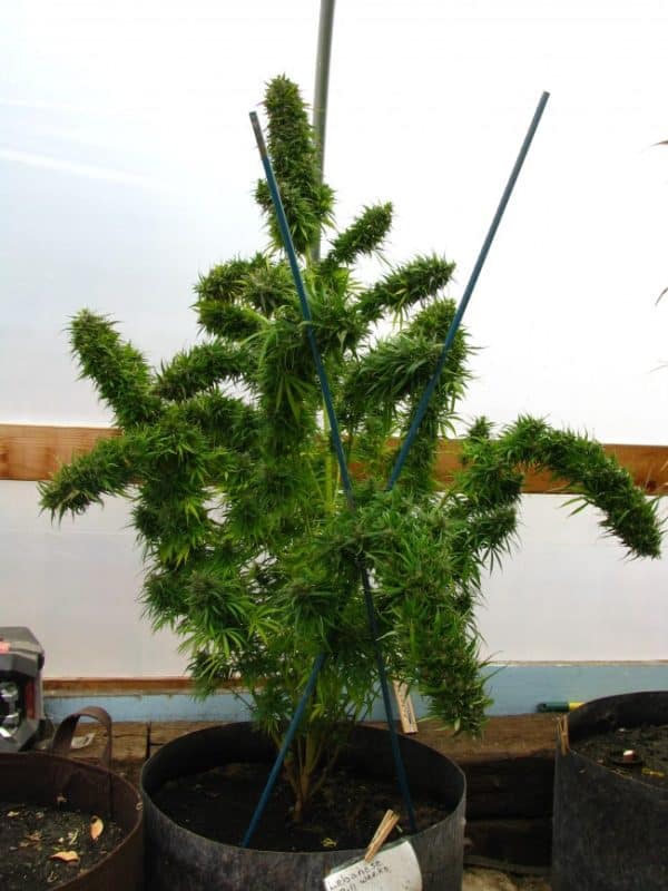 Lebanese Standard Ace Seeds cannabisfrø