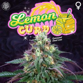Lemon Curd Perfect Tree cannabisfrø