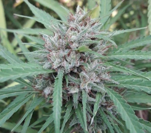 Malawi Ace Seeds cannabisfrø
