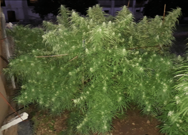 Malawi Ace Seeds cannabisfrø
