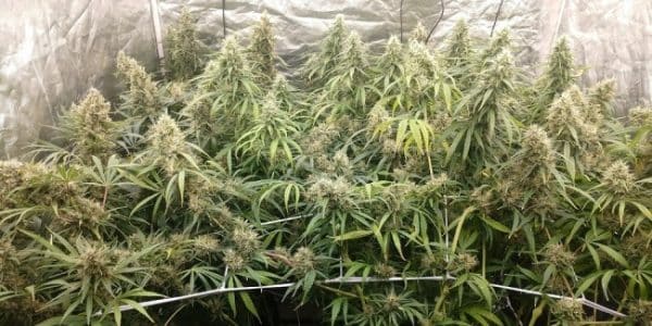 Malawi x Panama Ace Seeds cannabisfrø
