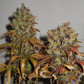 Mango K.C. Brains Seeds cannabisfrø 2
