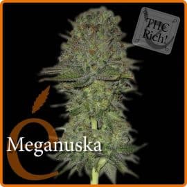 Meganuska Elite Seeds cannabis seed bank