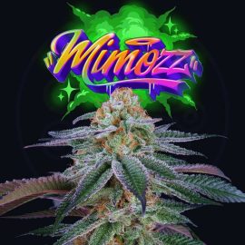 Mimozz Perfect Tree cannabis frø