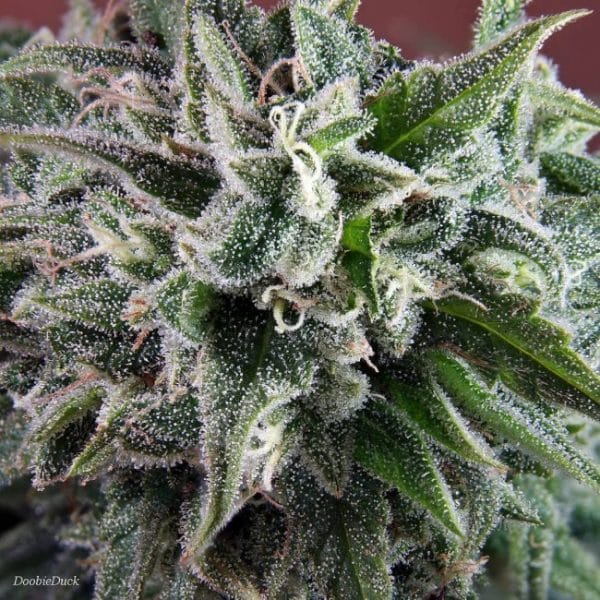 Nepal Annapurna Ace Seeds cannabisfrø
