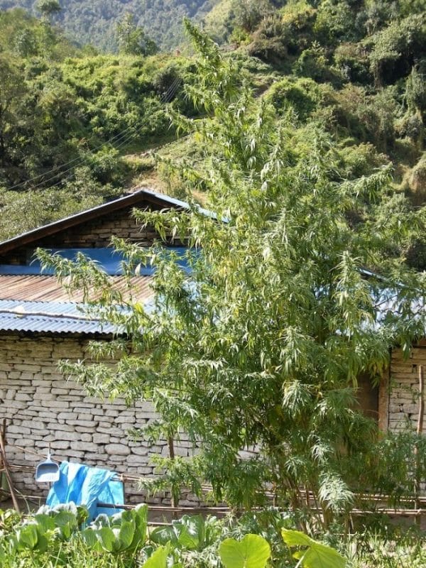 Nepal Annapurna Ace Seeds cannabisfrø