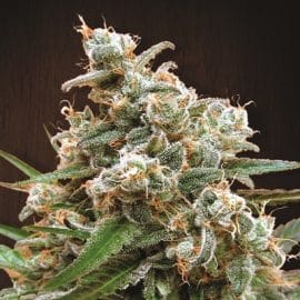 Nepal Jam Ace Seeds cannabisfrø