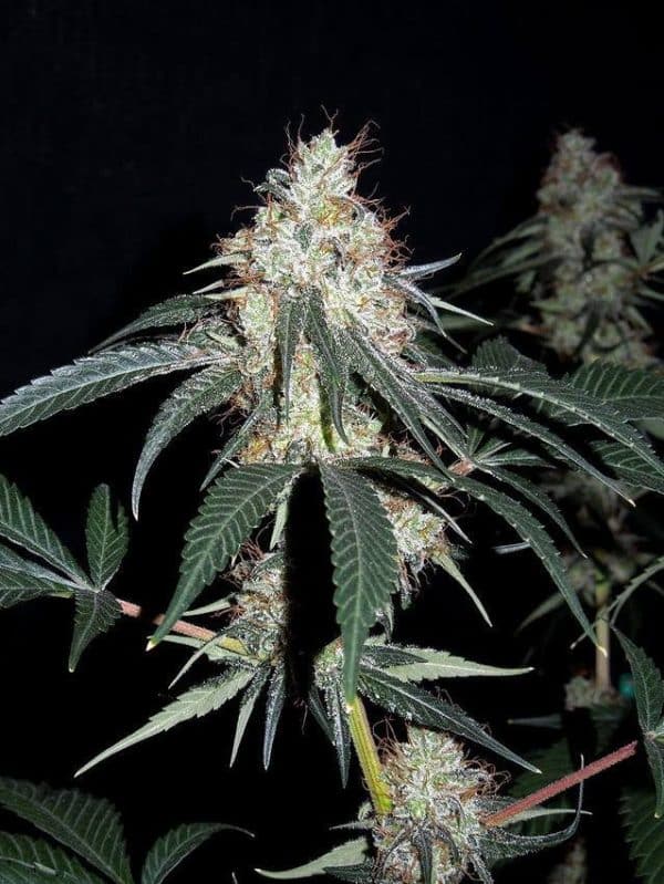 Nepal Jam Ace Seeds cannabisfrø