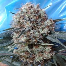 Nepal Jam x Kali China Ace Seeds cannabisfrø