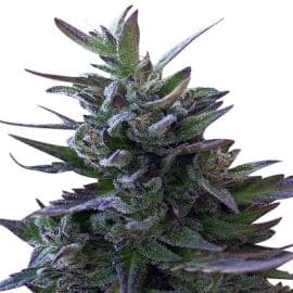 Nepal Mist Standard Ace Seeds cannabisfrø