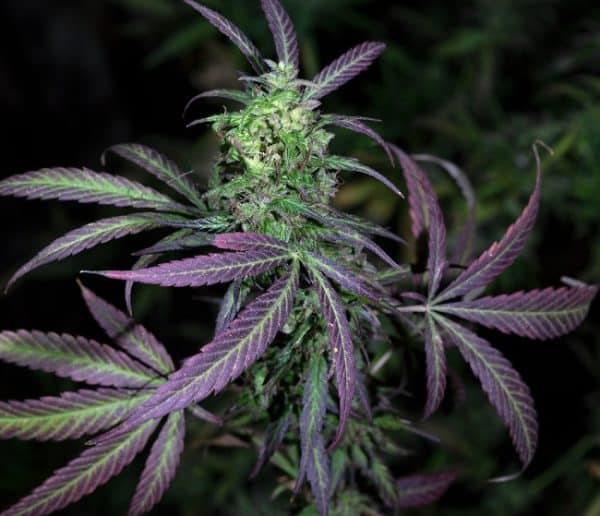 Nepal Mist Standard Ace Seeds cannabisfrø