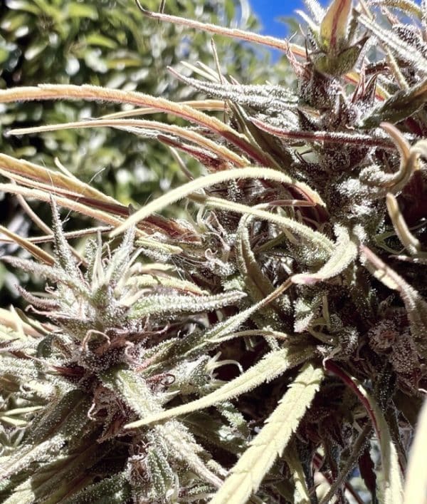 Oldtimer's Haze Ace Seeds cannabisfrø
