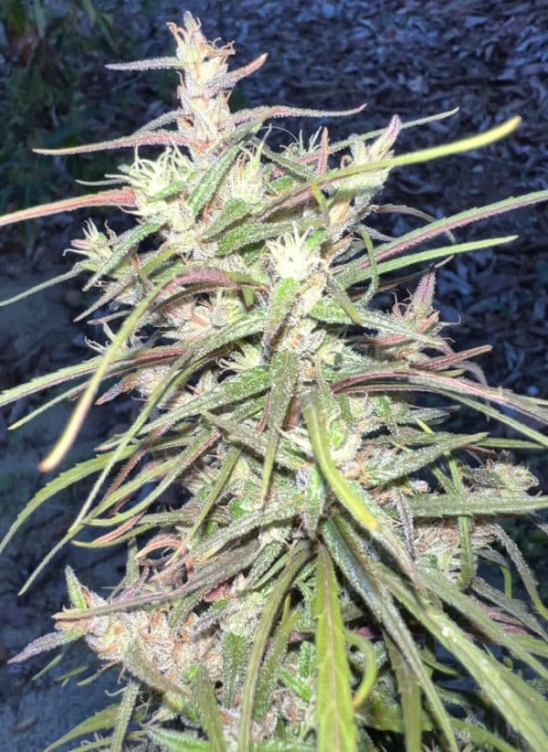 Oldtimer's Haze Ace Seeds cannabisfrø