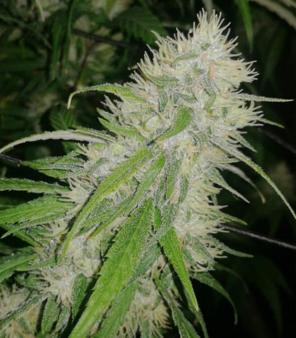 Panama A5 Haze Ace Seeds cannabisfrø
