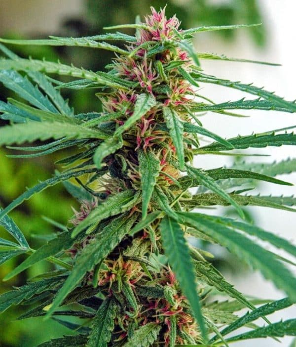 Panama Ace Seeds cannabisfrø