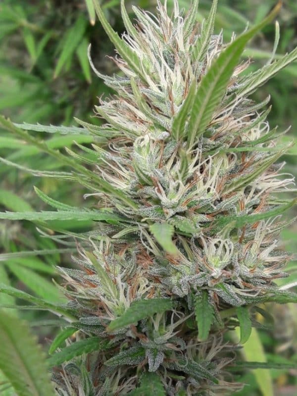 Panama x Bangi Haze Ace Seeds cannabisfrø