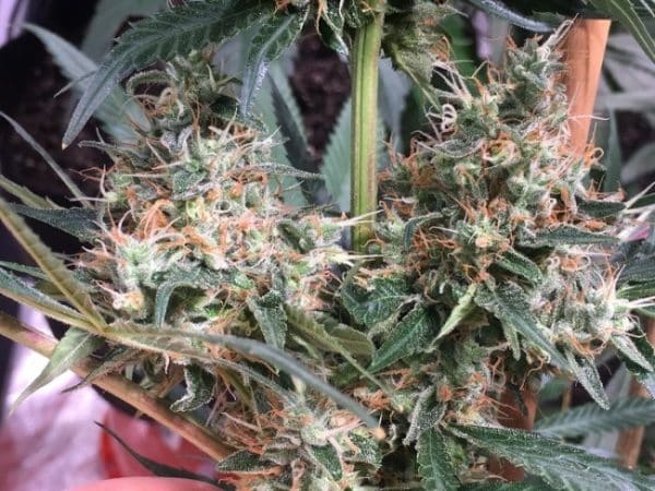 Panama x Bangi Haze Ace Seeds cannabisfrø