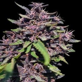 Panama x PCK Ace Seeds cannabisfrø