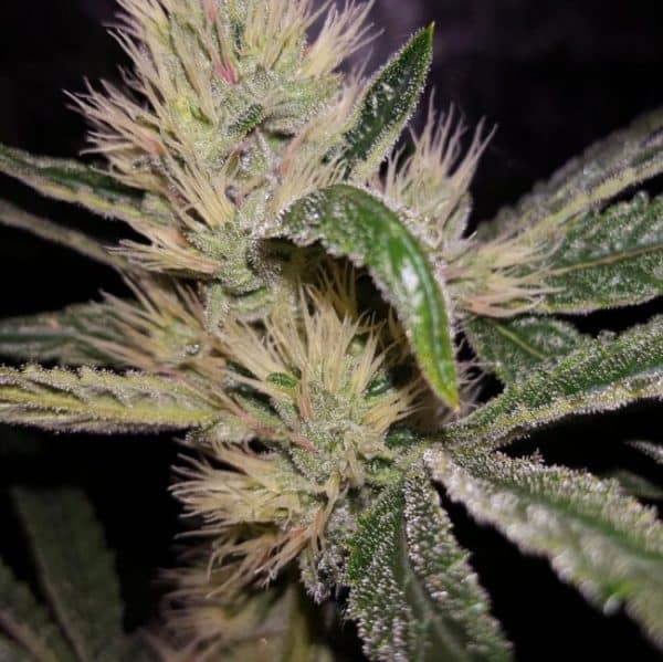 Panama x PCK Ace Seeds cannabisfrø