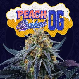 Peach Sherbert OG Perfect Tree cannabis frø