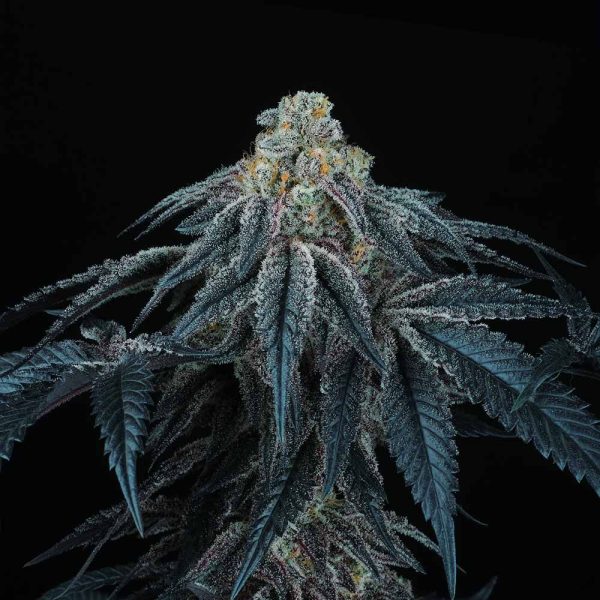 Puff Mints Perfect Tree cannabis frø