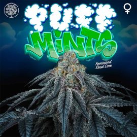 Puff Mints Perfect Tree cannabis frø