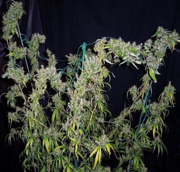 Purple Haze x Malawi Ace Seeds cannabisfrø