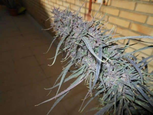 Purple Haze x Malawi Ace Seeds cannabisfrø