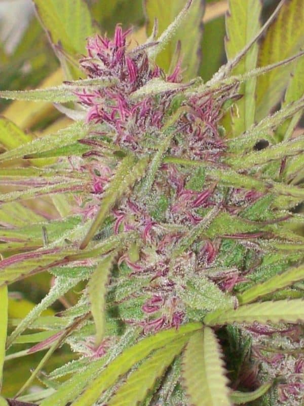 Purple Satellite Ace Seeds cannabisfrø