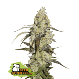 RUNTZ FEM seedstockers cannabis frøbank