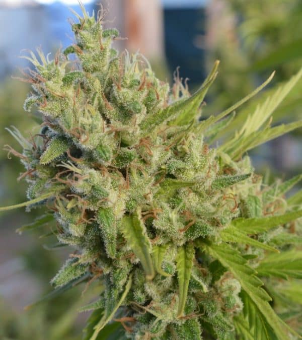 Super Malawi Haze Ace Seeds cannabisfrø