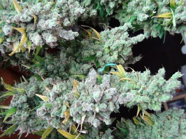 Super Malawi Haze Ace Seeds cannabisfrø