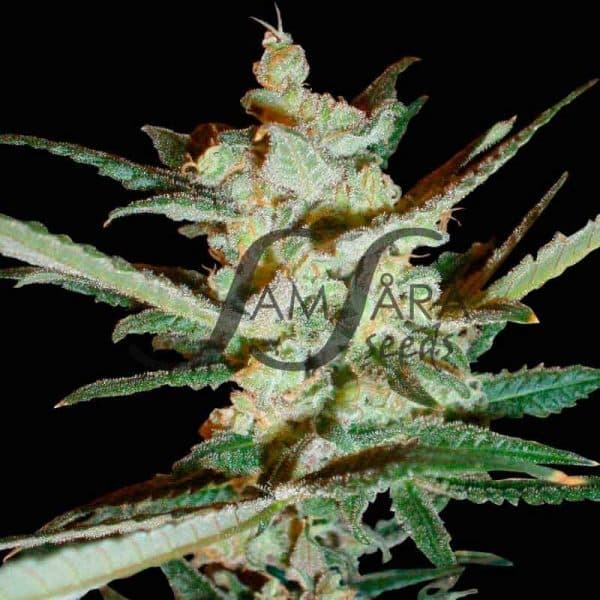 Supersonic Cristal Storm Samsåra Seeds cannabis seeds
