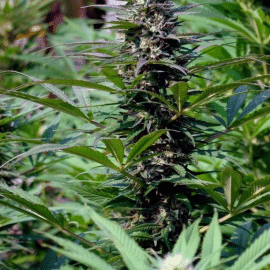 T.N.R. K.C. Brains Seeds cannabisfrø
