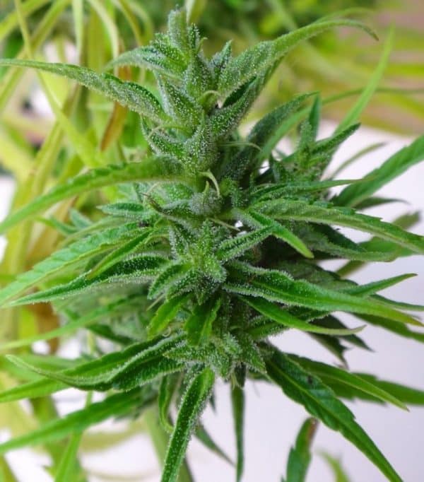 Thai Ace Seeds cannabisfrø