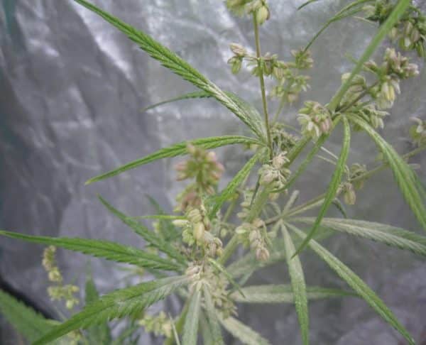 Thai Ace Seeds cannabisfrø