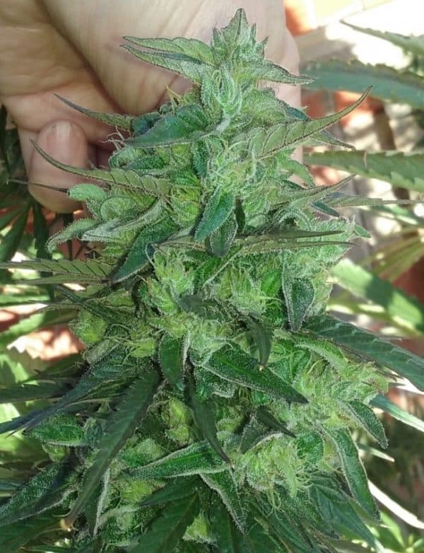 Thai Chi Ace Seeds cannabisfrø