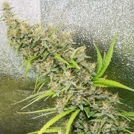 Thai x Panama Ace Seeds cannabisfrø
