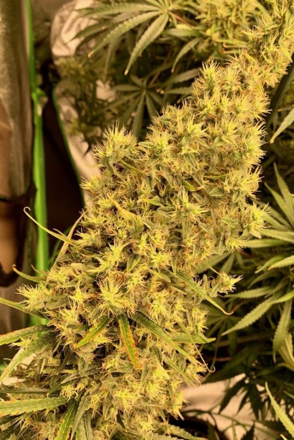 Thai x Panama Ace Seeds cannabisfrø