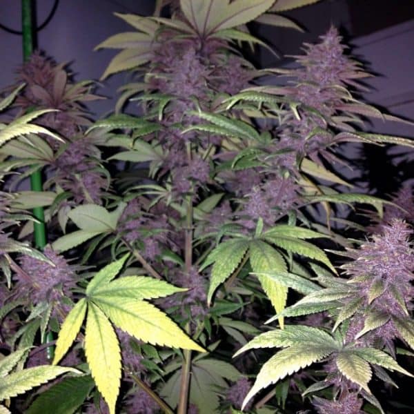 Violeta Ace Seeds cannabisfrø