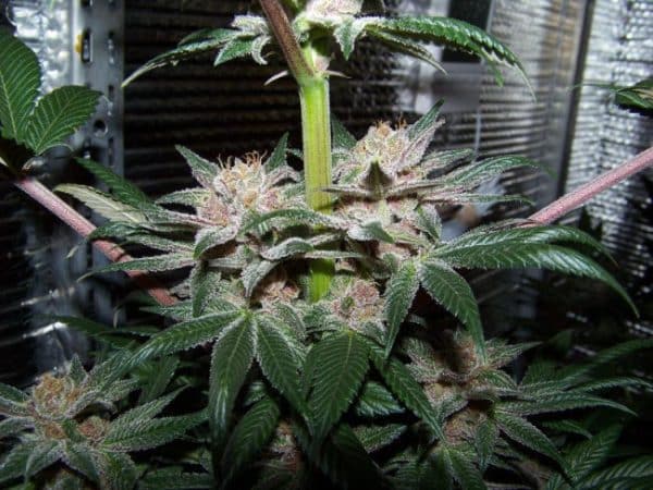 Violeta Ace Seeds cannabisfrø
