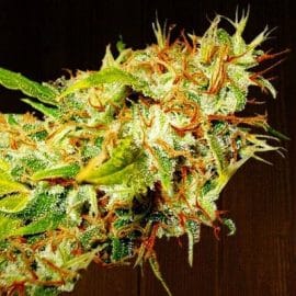 Zamaldelica Ace Seeds cannabisfrø
